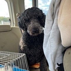 検討中！スタンダードプードル♀