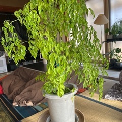 観葉植物ステレオスペルマムの画像