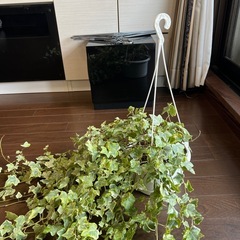  大苗！鉢ごと・斑入りヘデラヘリックス（アイビー）観葉植物の画像