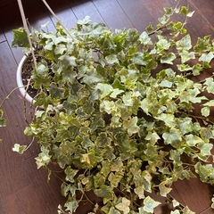 大苗！鉢ごと・斑入りヘデラヘリックス（アイビー）観葉植物の画像
