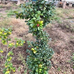 椿の木、栗の木の画像