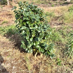 椿の木、栗の木の画像