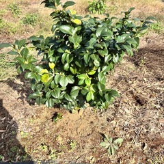 椿の木、栗の木の画像