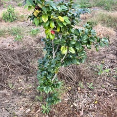 椿の木、栗の木の画像