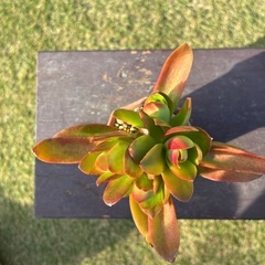 Ｂ　クラックス火祭りの画像