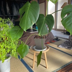 観葉植物モンステラの画像