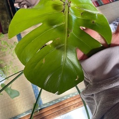 観葉植物モンステラの画像
