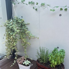  大苗！鉢ごと・斑入りヘデラヘリックス（アイビー）観葉植物の画像