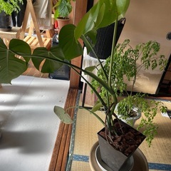観葉植物モンステラの画像