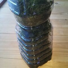 ★ウィローモス★の画像