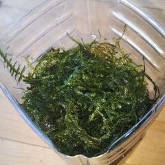 ★ウィローモス★の画像