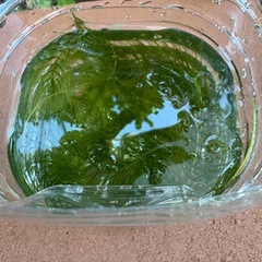水草　メダカ　浮草の画像