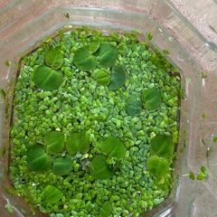 水草　メダカ　浮草の画像