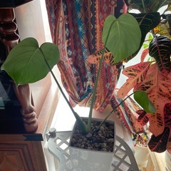 観葉植物モンステラの画像