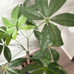 フェイクグリーン　パキラ　インテリア　観葉植物の画像