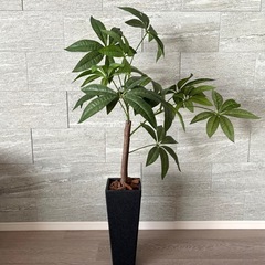 フェイクグリーン　パキラ　インテリア　観葉植物の画像