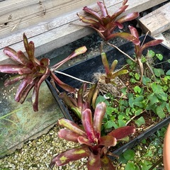 水草　メダカ　浮草の画像