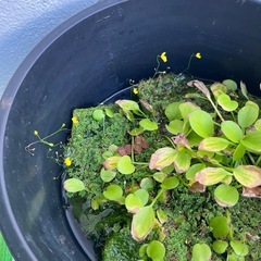 水草　メダカ　浮草の画像