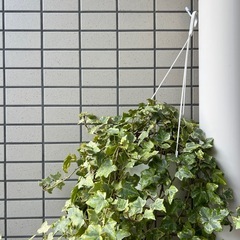  大苗！鉢ごと・斑入りヘデラヘリックス（アイビー）観葉植物の画像