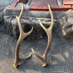 天然物　鹿の角　シカのツノ　60cmの画像