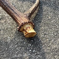 天然物　鹿の角　シカのツノ　60cmの画像