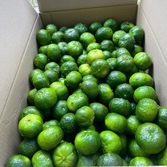 やんばるシークヮーサー5キロ　無農薬の画像