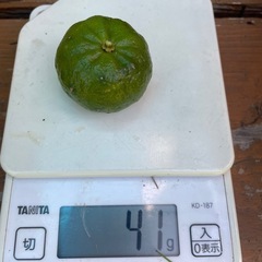 やんばるシークヮーサー5キロ　無農薬の画像