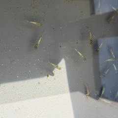 🉐配送可能❗️令和黒ラメサファイア選別がい外🐟 の画像