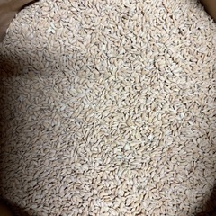 注文後精米　新鮮　山梨県産　令和7年　新米　ヒノヒカリ　白米　5-30kg 農家直送の画像