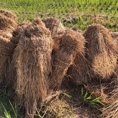｢明日の受取り待ち｣南砺市 藁 むしろの画像