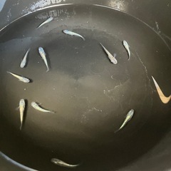 尚王　メダカ　10匹の画像