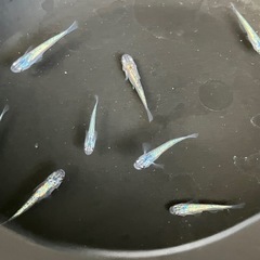 尚王　メダカ　10匹の画像