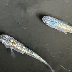 尚王　メダカ　10匹の画像