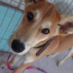 大きな耳とスラリと長い足がバンビのようなハートの家族募集