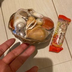 沖縄　貝殻詰め合わせの画像