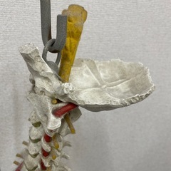 取引中　脊柱模型の画像