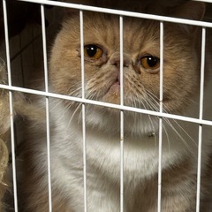 エキゾチックショートヘア3歳♂5kg