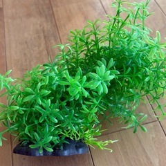 人工みずくさ水草の画像