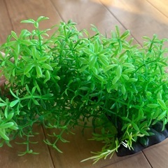 人工みずくさ水草の画像