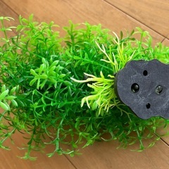 人工みずくさ水草の画像