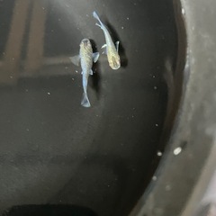 フロマージュ体外光の画像