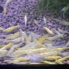 選外　ゴールデンチェリーシュリンプの画像