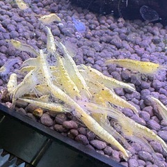 選外　ゴールデンチェリーシュリンプの画像