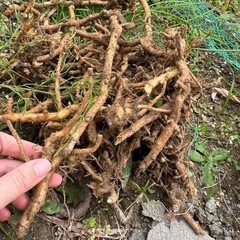 ミョウガ　茗荷の苗の画像