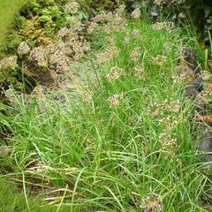 🔥 ニラ 種 🔥の画像