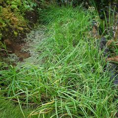 🔥 ニラ 種 🔥の画像