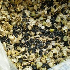 🔥 ニラ 種 🔥の画像