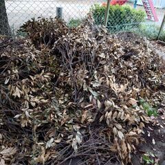 庭木、枝、葉の画像