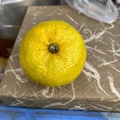 柚子　　朝採れの画像