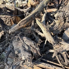 焚火などに　薪、廃材の画像